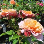Rozen Romantic Dreams