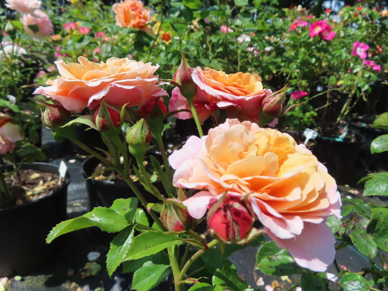 Roos-Romantic-Dreams-1 Rozen Romantic Dreams - Afbeelding 1