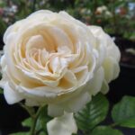 Rozen Sweet Child of Mine