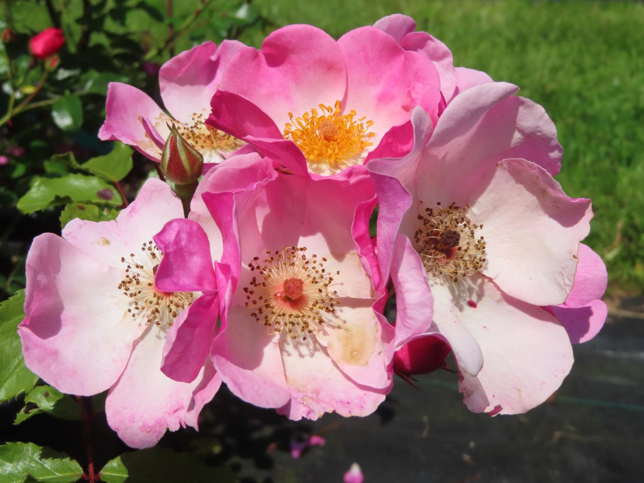 Roos-Rosy-Cushion-1 Rozen Rosy Cushion - Afbeelding 1