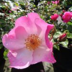 Rozen Rosy Hedge