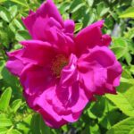 Rozen Rotes Meer
