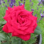 Rozen Rouge Meilove