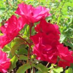 Rozen Ruby Vigorosa