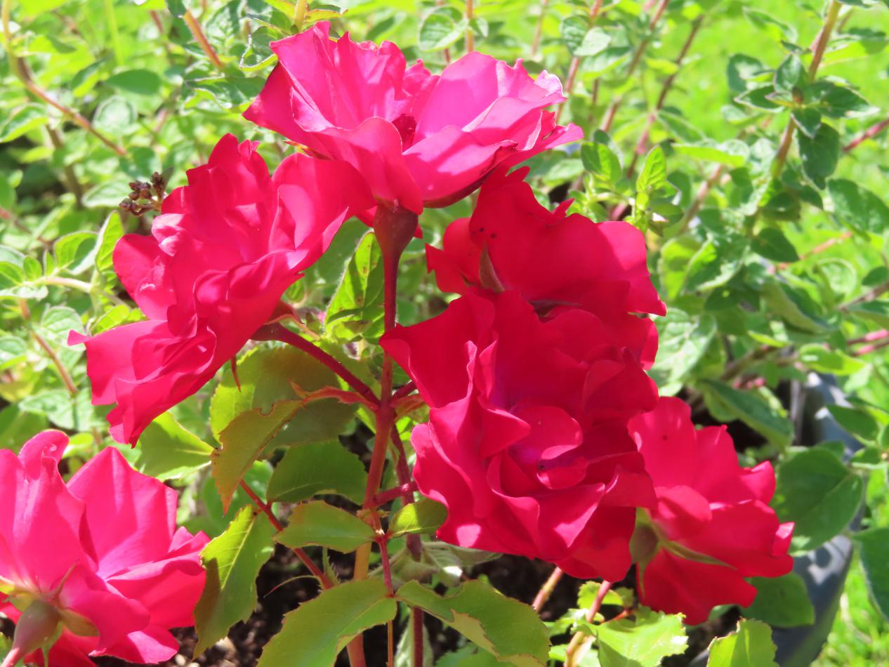 Roos-Ruby-Vigorosa-1 Rozen Ruby Vigorosa - Afbeelding 1
