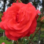 Rozen Salita