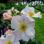 Rozen Sally Holmes
