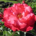 Rozen SchloB Balthasar