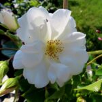 Rozen Schneeflocke