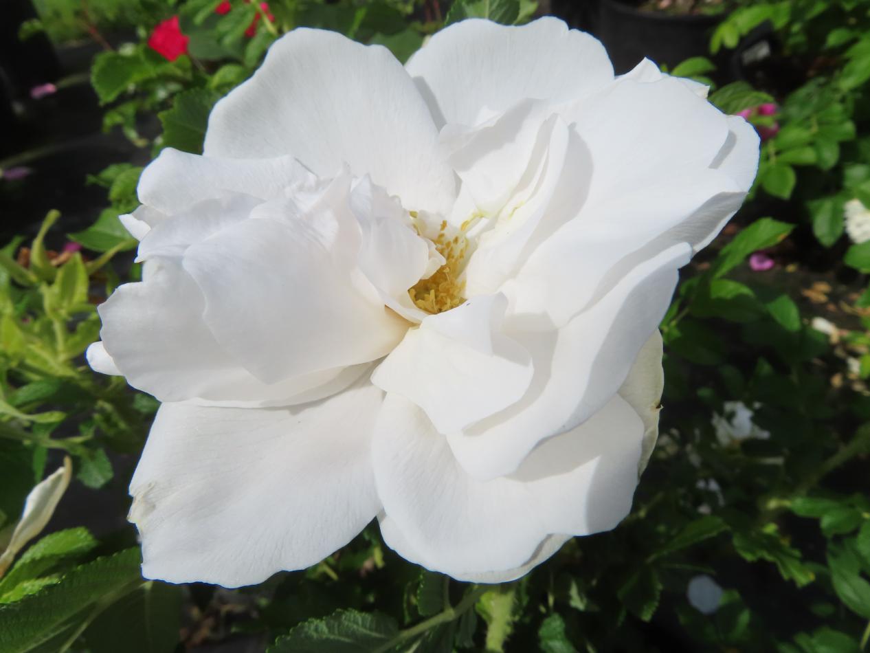 Roos-Schneekoppe-1 Rozen Schneekoppe - Afbeelding 1