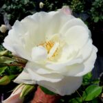 Rozen Schneewittchen