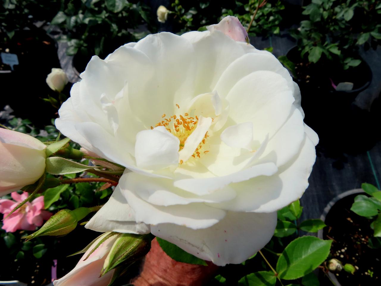 Roos-Schneewitchen-1 Rozen Schneewittchen - Afbeelding 1