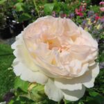 Rozen Amaretto