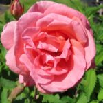 Rozen Showtime