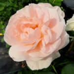 Rozen Sirius