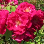 Rozen Skyrocket
