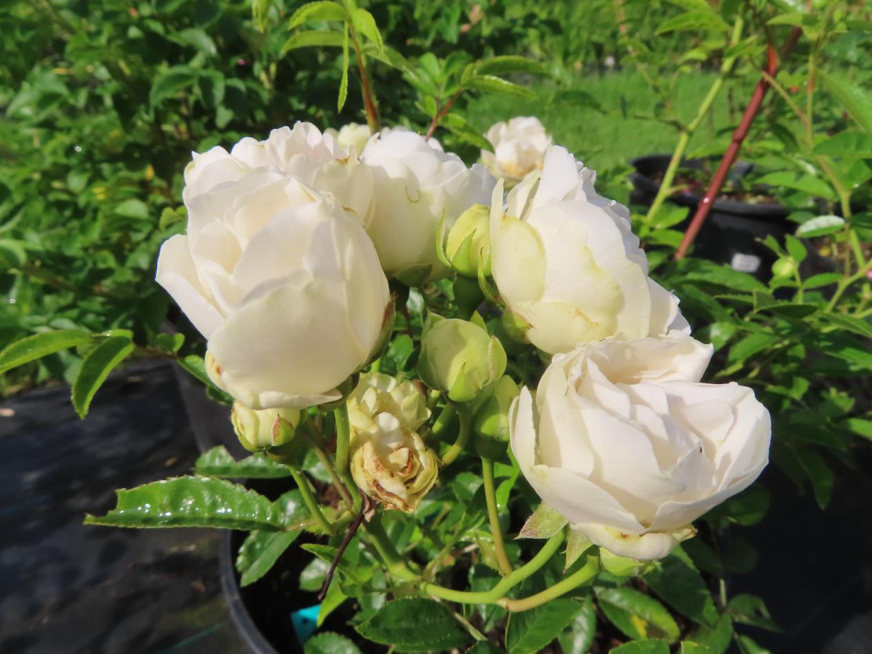Roos-Snohvit-1 Rozen Snohvit - Afbeelding 1