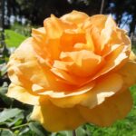 Rozen Solo Mio