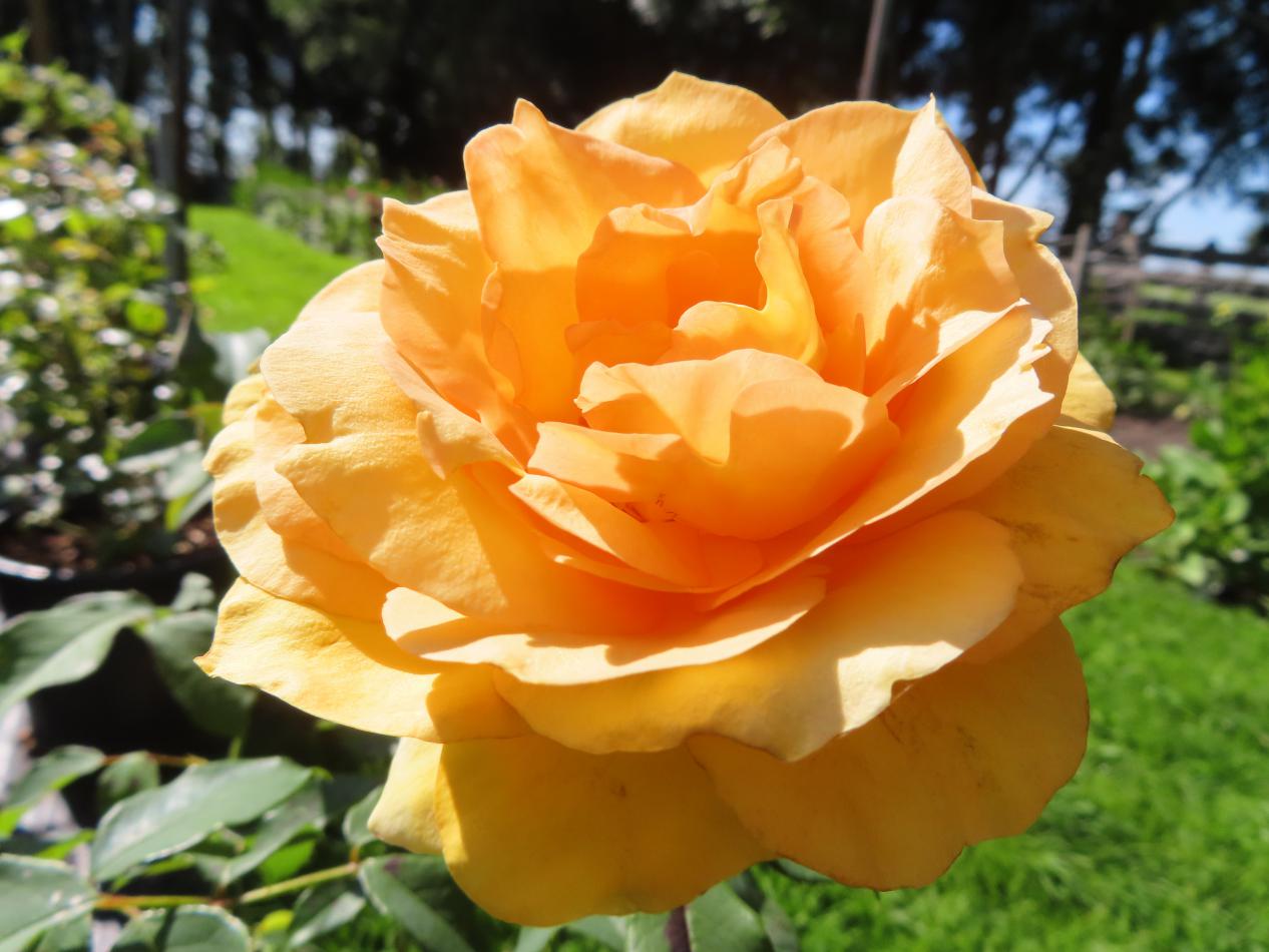 Roos-Solomio-1 Rozen Solo Mio - Afbeelding 1