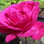 Rozen Somnip