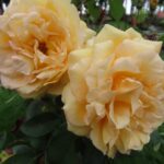 Rozen Sophia Renaissance
