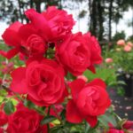 Rozen Sorrento