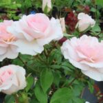 Rozen Special Child