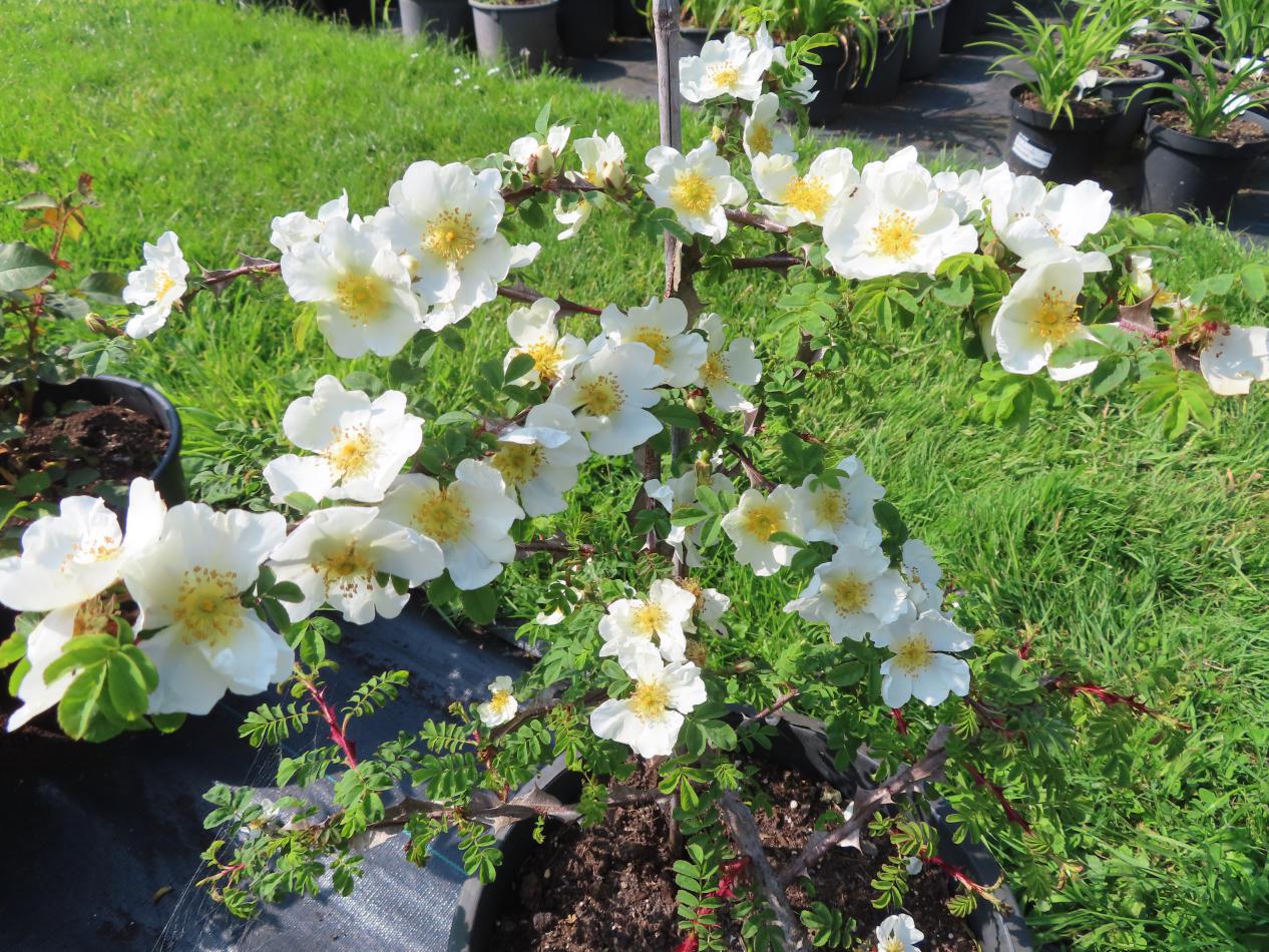 Roos-Spinosissima-1 Rozen Spinosissima - Afbeelding 1