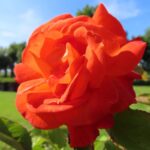 Rozen Super Trouper