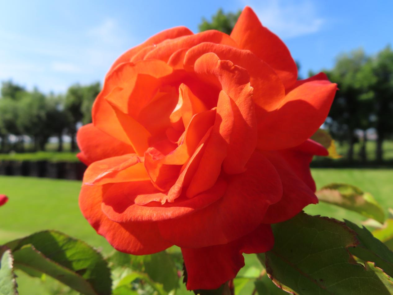 Roos-Super-Trouper-1 Rozen Super Trouper - Afbeelding 1