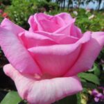 Rozen Sweet Parole