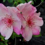 Rozen Sweet Pretty