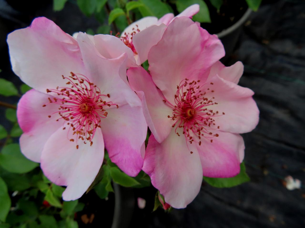 Roos-Sweet-Pretty-1 Rozen Sweet Pretty - Afbeelding 1