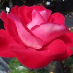 Rozen Taneidol