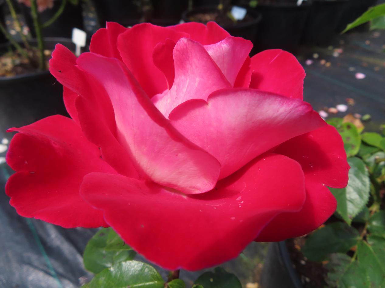 Roos-Taneidol-1 Rozen Taneidol - Afbeelding 1