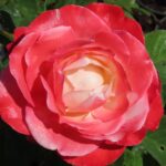 Rozen Taneiglat