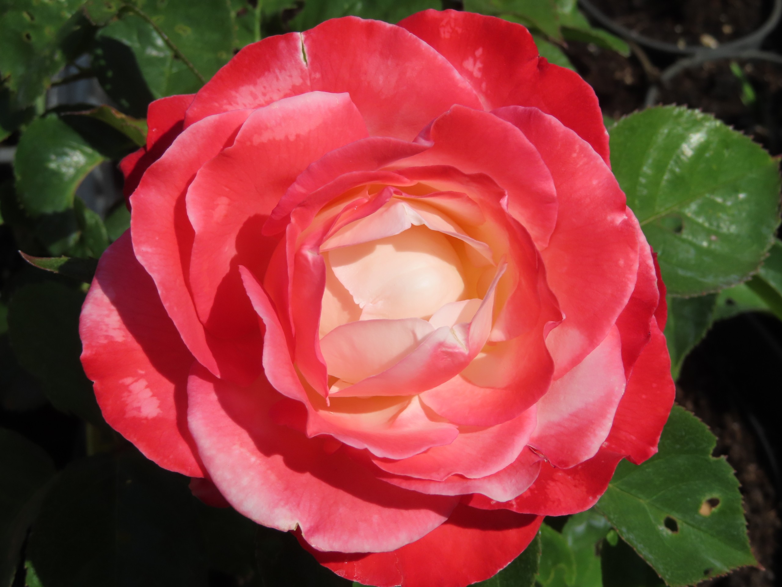 Roos-Taneiglat-1 Rozen Taneiglat - Afbeelding 1