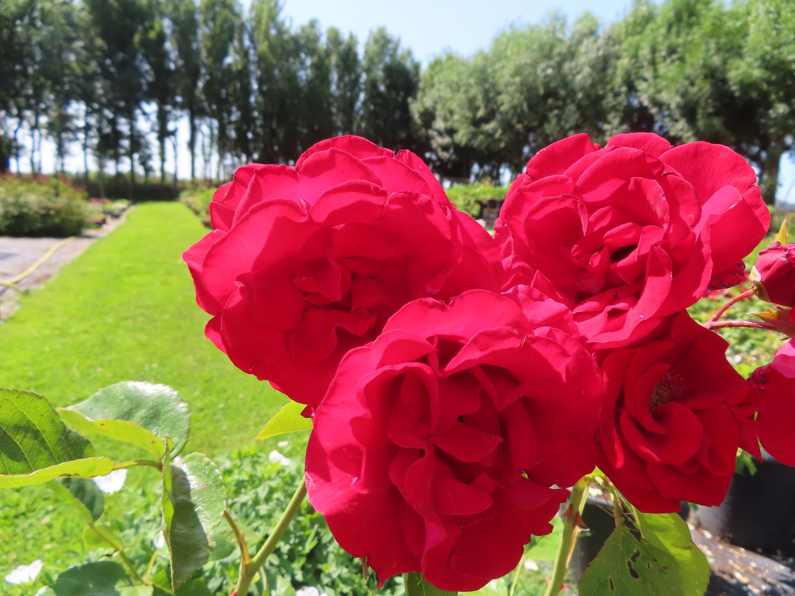 Roos-Tanklesant-1 Rozen Tanklesant - Afbeelding 1