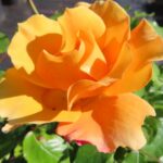 Rozen Tequila
