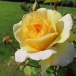 Rozen The Poets Wife