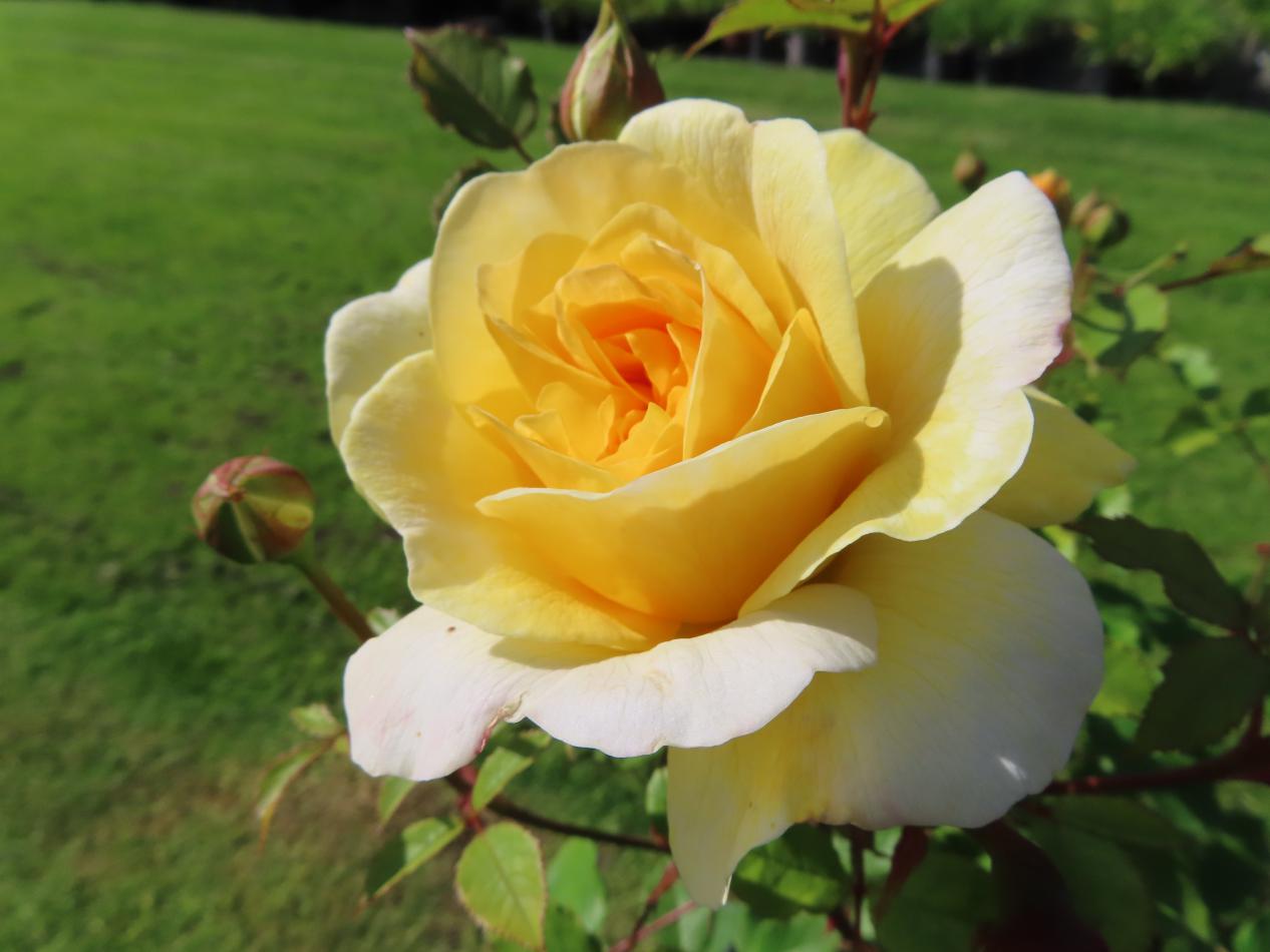 Roos-The-poets-Wife-2 Rozen The Poets Wife - Afbeelding 1