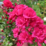 Rozen Toscane Balconia