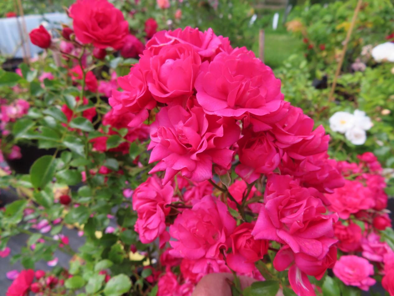 Roos-Toscana-1 Rozen Toscane Balconia - Afbeelding 1