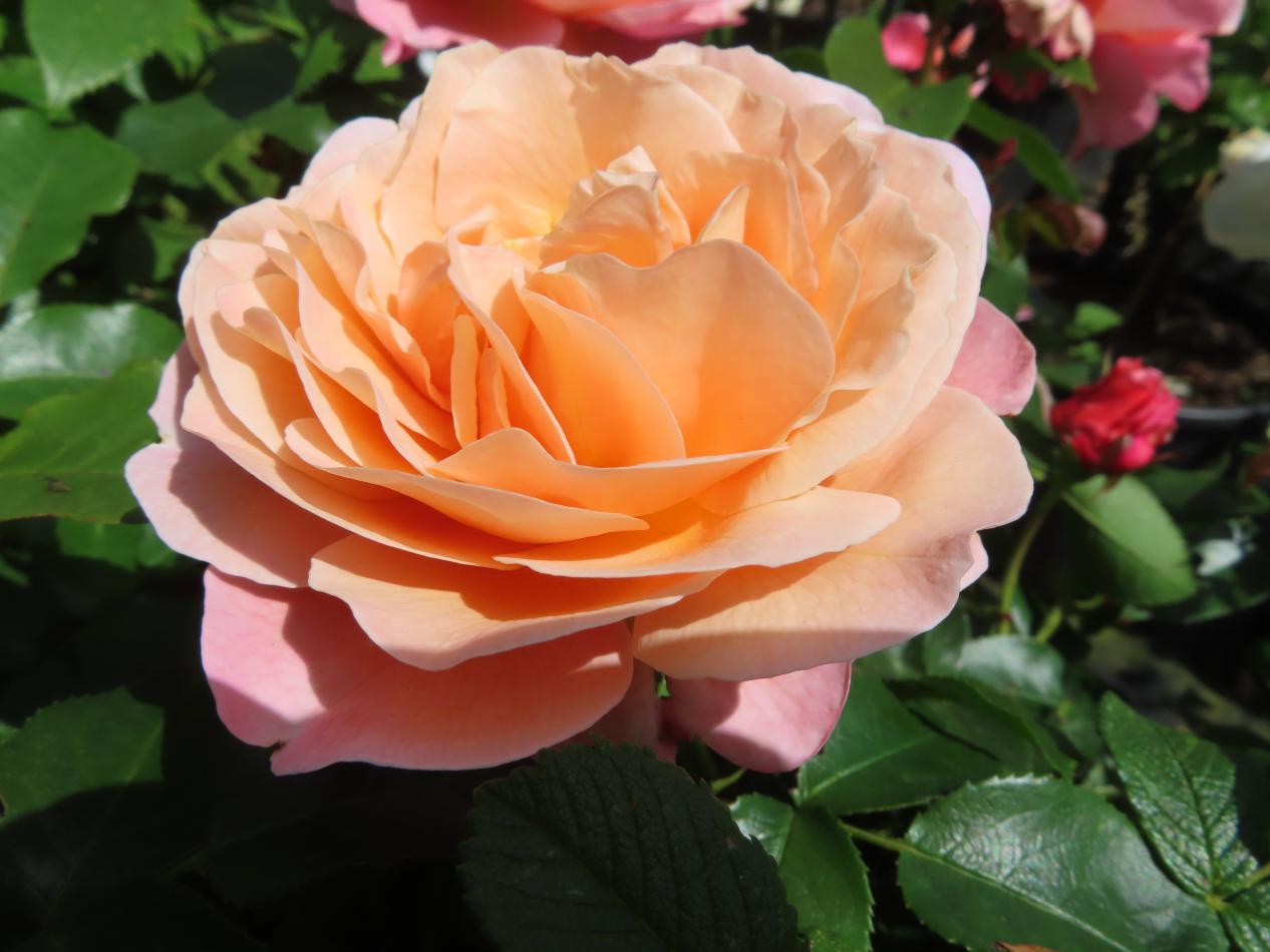 Roos-Umilo-1 Rozen Umilo - Afbeelding 1