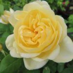 Rozen Vanessa Bell