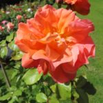 Rozen Westerland