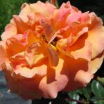 Rozen Westzeit