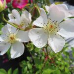 Rozen White Fleurette
