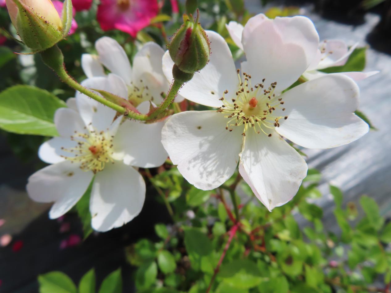 Roos-White-Fleurette-1 Rozen White Fleurette - Afbeelding 1