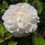 Rozen White Mary Rose